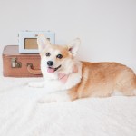 puppy bow tie collar